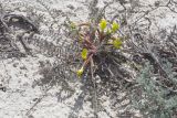 Astragalus longipetalus