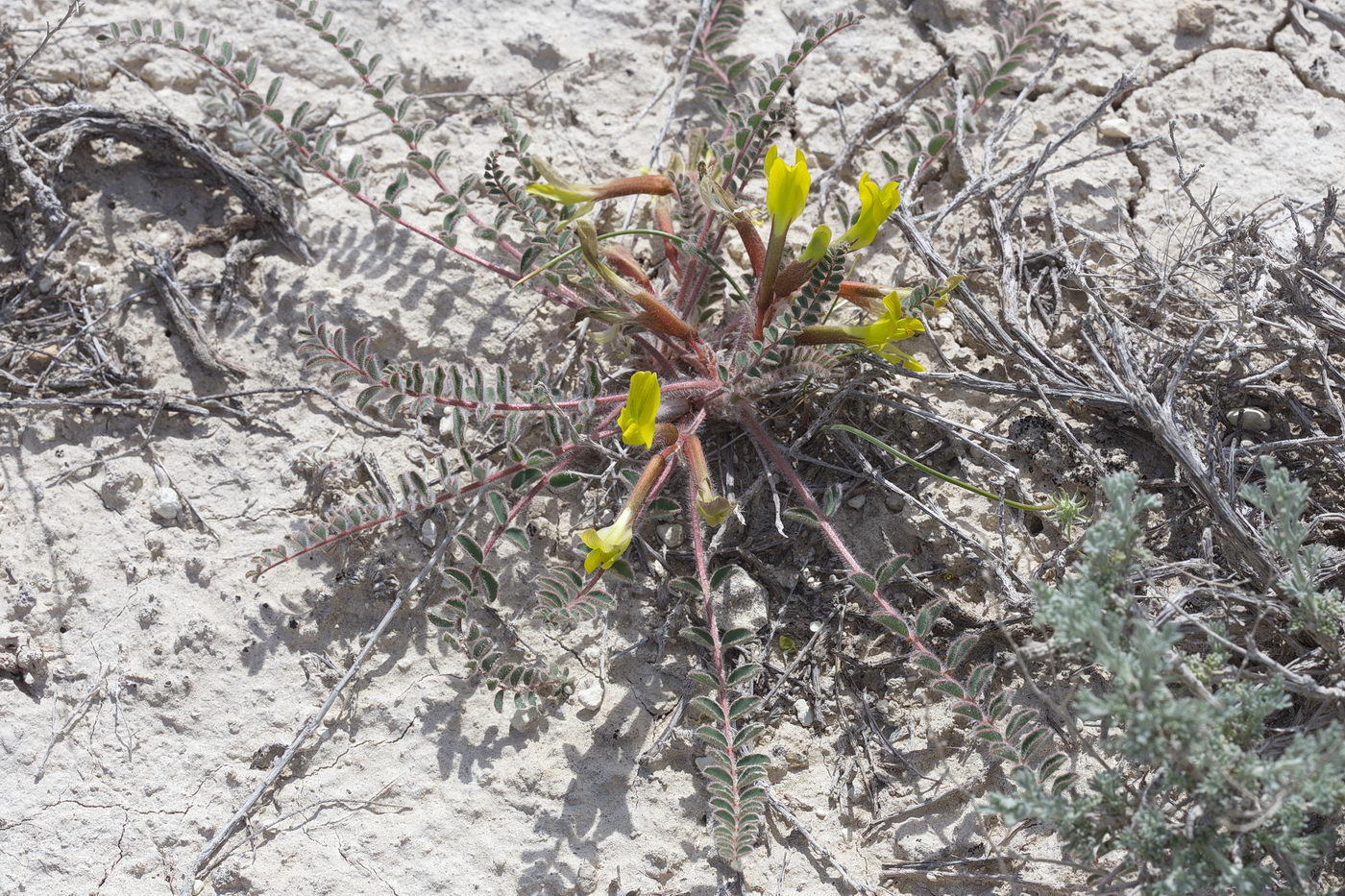 Image of Astragalus longipetalus specimen.