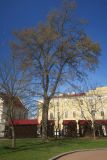 Ulmus laevis. Взрослое дерево в цвету. Беларусь, г. Минск, Центральный р-н, Верхний город, пл. Свободы, сквер у Ратуши, в культуре. 15.04.2025.