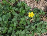 View full-size image Duchesnea indica