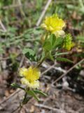 Смотреть изображение Trifolium aureum