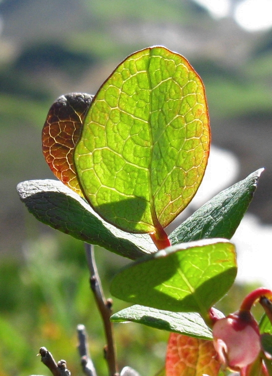 Image of Vaccinium uliginosum specimen.