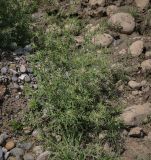 View full-size image Centaurea iberica