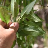 View full-size image Amygdalus communis