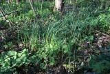 View full-size image Allium oleraceum