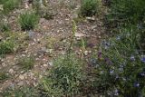 View full-size image Reseda lutea