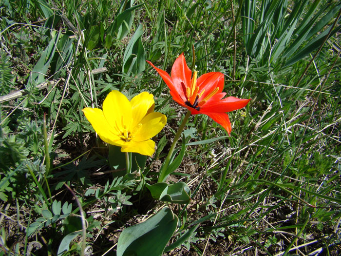 Image of Tulipa zenaidae specimen.