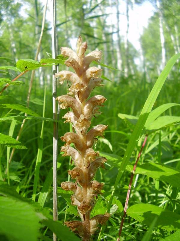 Изображение особи Orobanche alsatica.