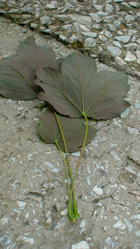 Image of Acer pseudoplatanus specimen.