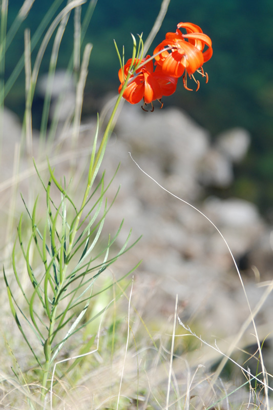 Изображение особи Lilium pumilum.