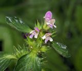 Galeopsis bifida