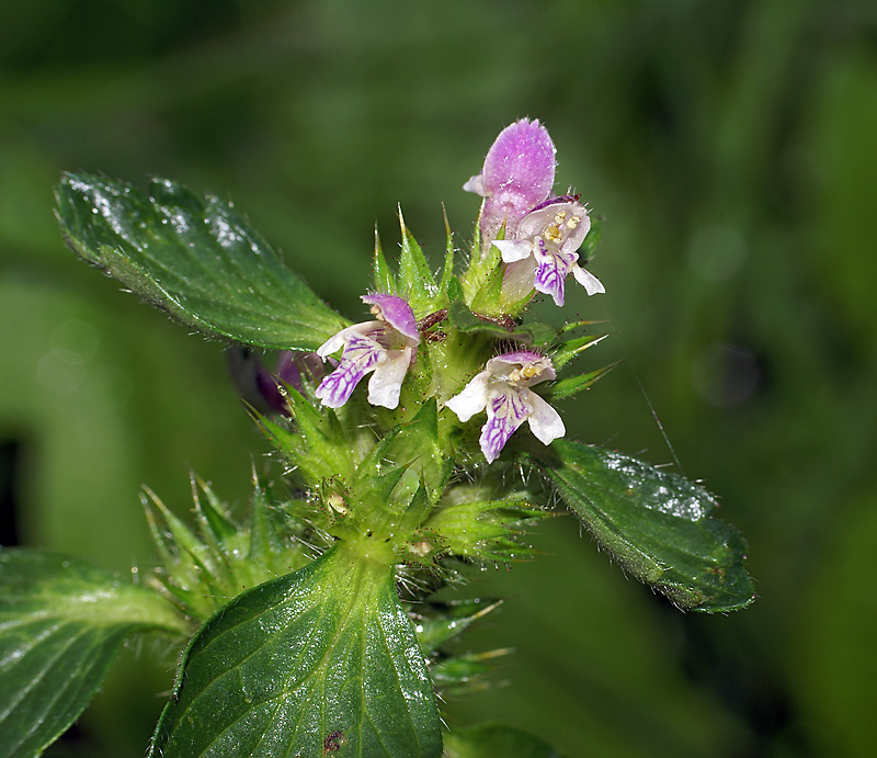 Image of Galeopsis bifida specimen.