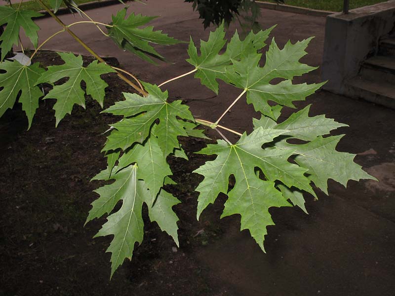 Image of Acer saccharinum specimen.