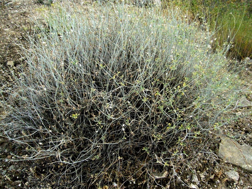 Изображение особи Astragalus squarrosus.