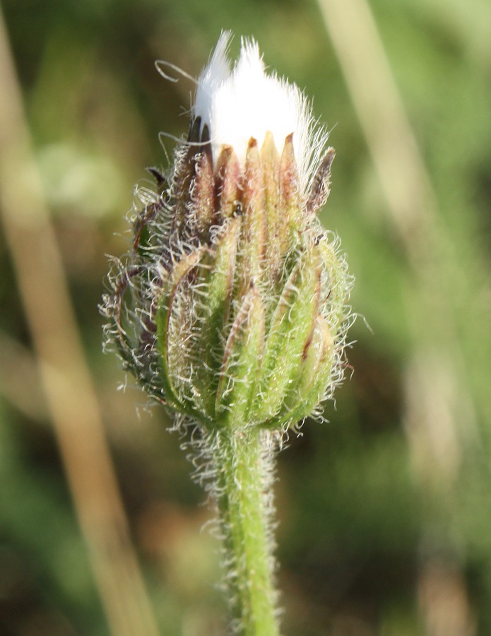 Image of Crepis rhoeadifolia specimen.