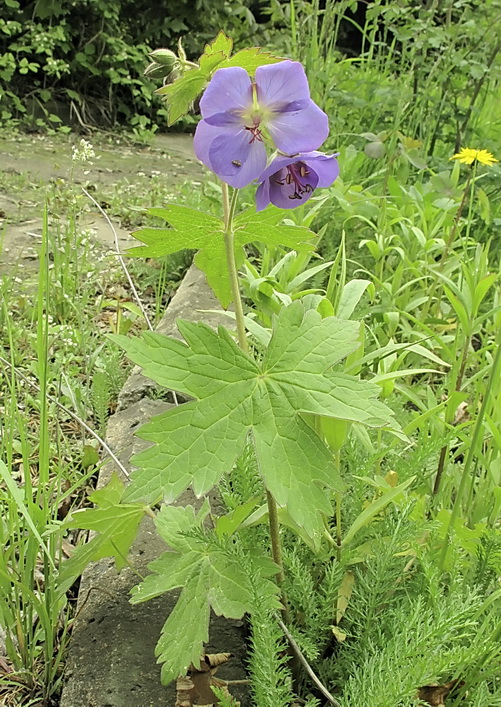 Image of Geranium platyanthum specimen.