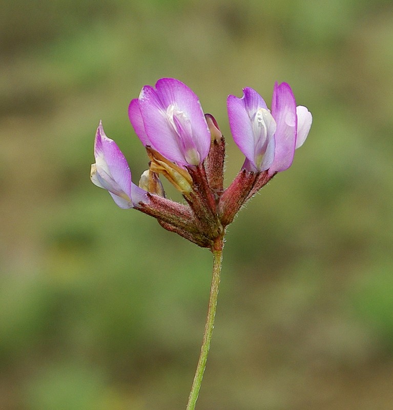 Image of Astragalus compressus specimen.