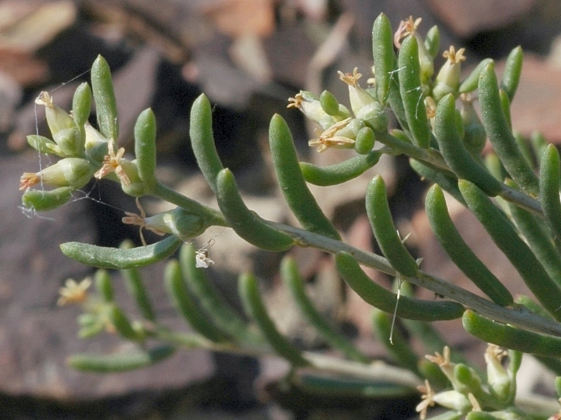 Изображение особи Salsola arbusculiformis.