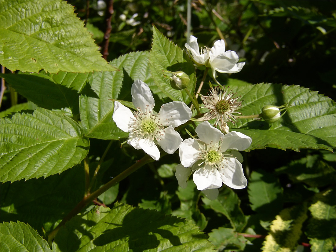 Изображение особи Rubus nessensis.