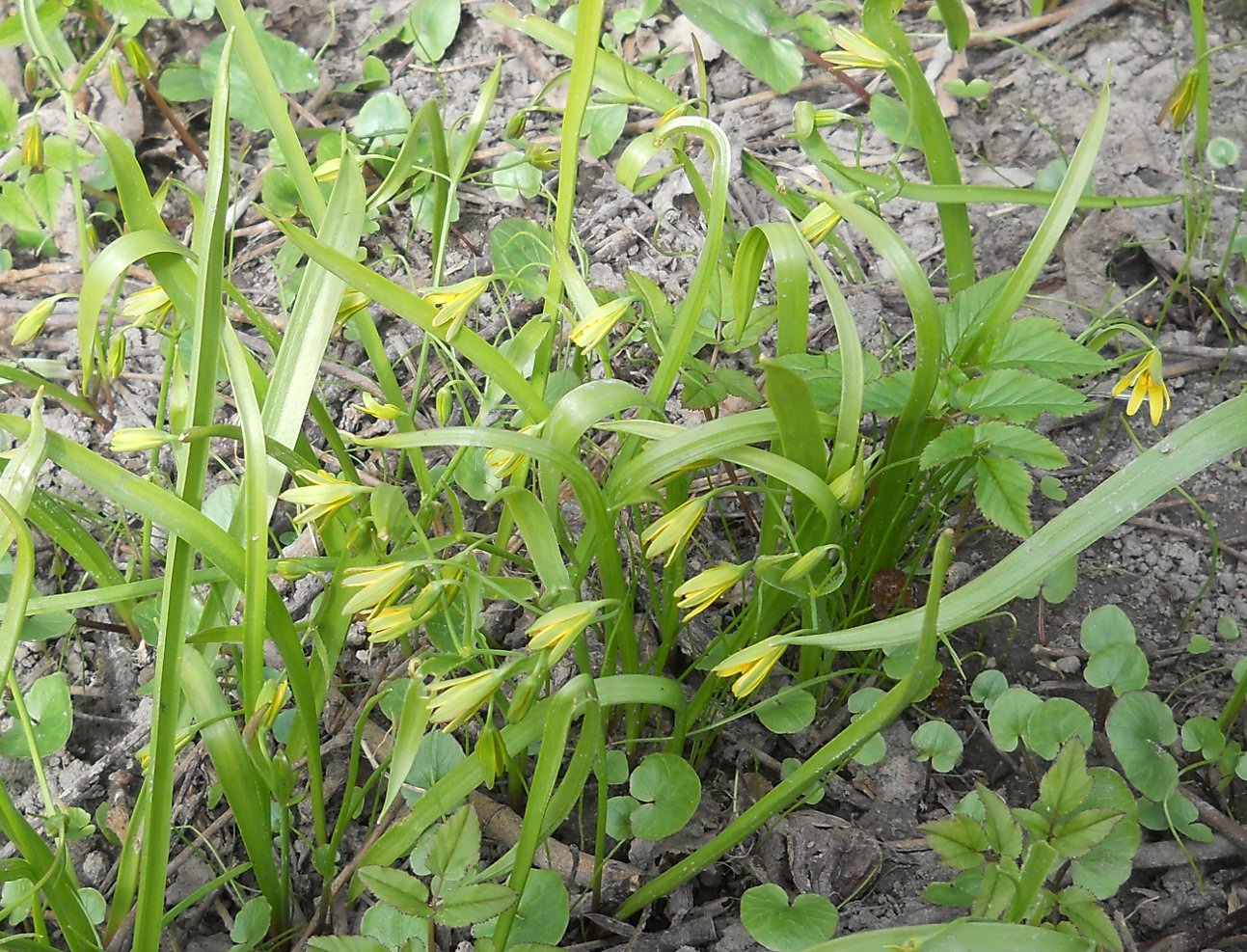 Image of Gagea lutea specimen.