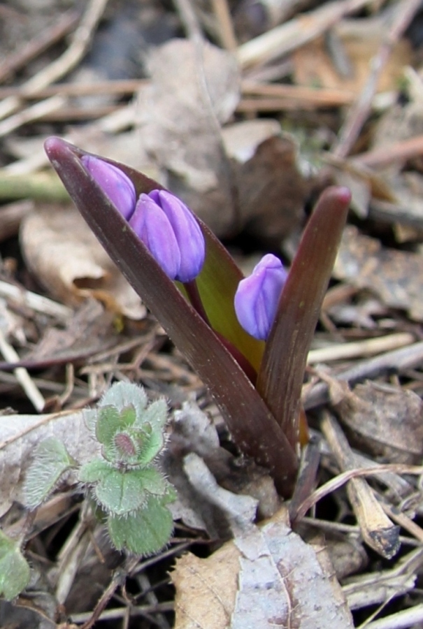 Изображение особи Scilla bifolia.