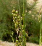 Juncus arabicus