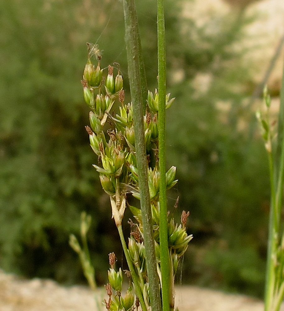 Image of Juncus arabicus specimen.