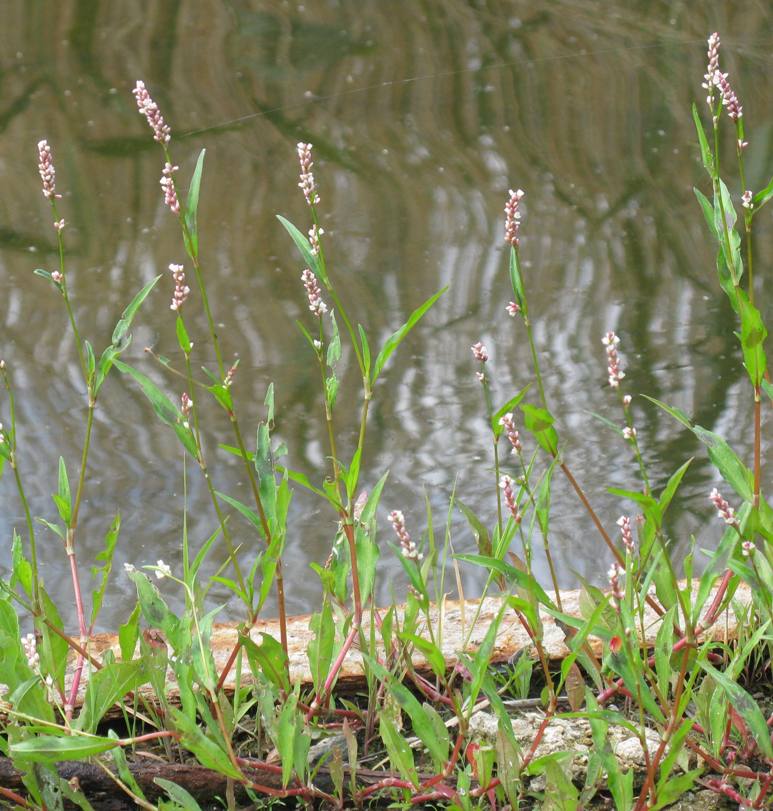 Image of Persicaria maculosa specimen.