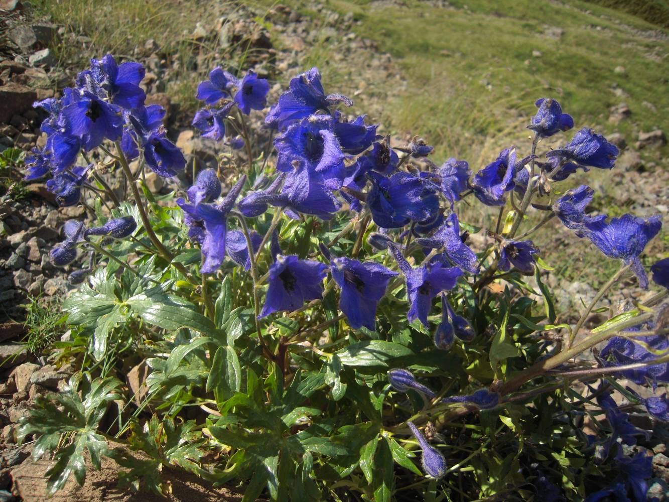 Image of Delphinium caucasicum specimen.