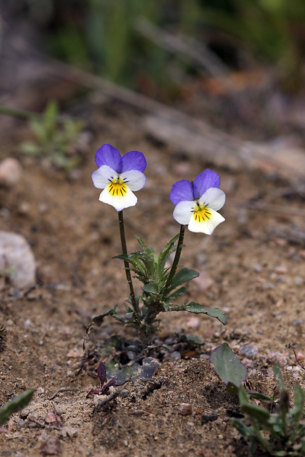 Изображение особи Viola tricolor.