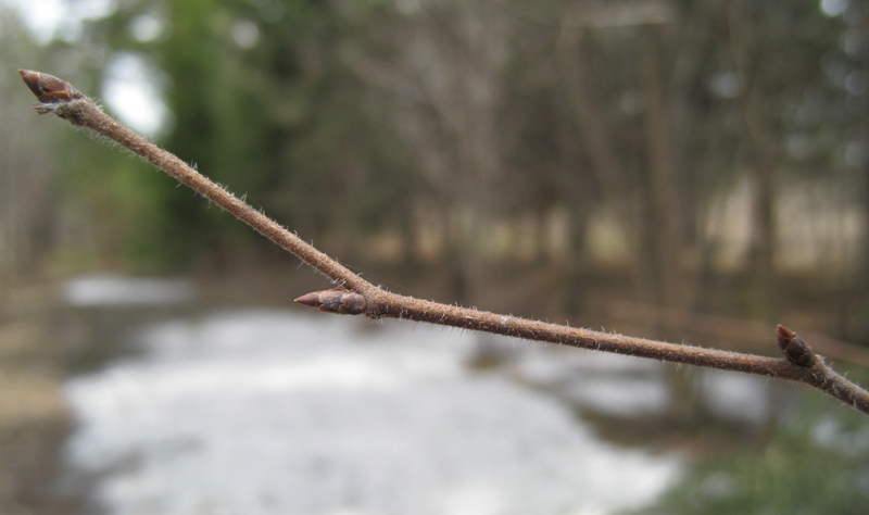 Image of Ulmus glabra specimen.