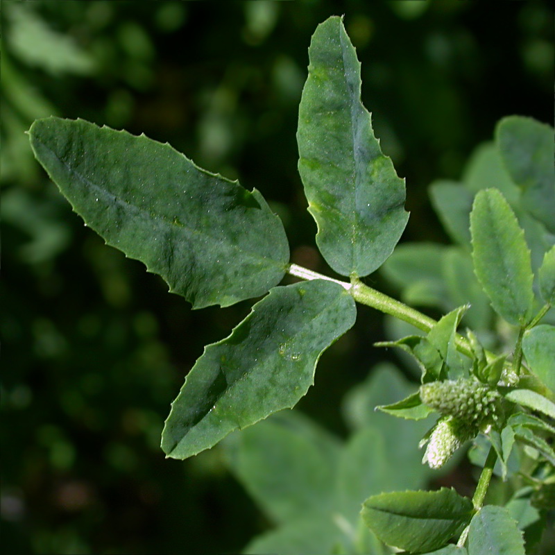 Image of Melilotus albus specimen.