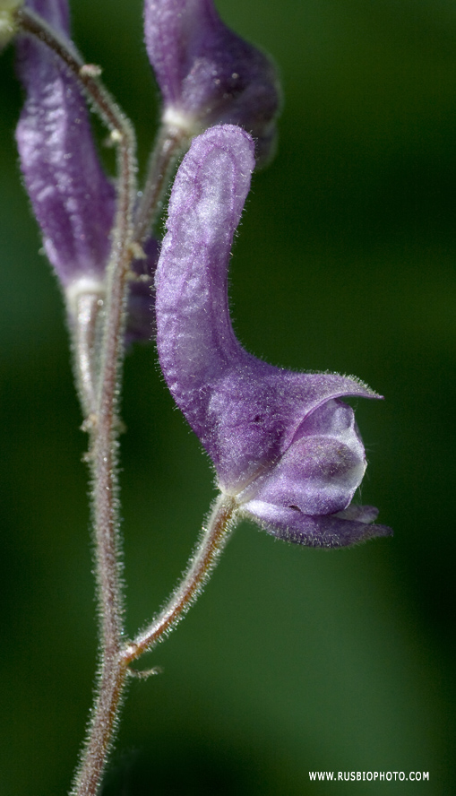 Image of Aconitum septentrionale specimen.
