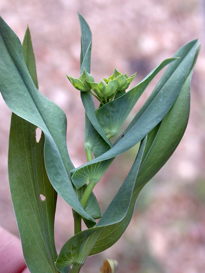 Изображение особи Bupleurum lancifolium.