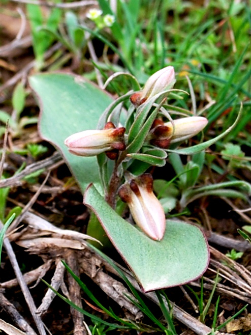 Image of Rhinopetalum stenantherum specimen.