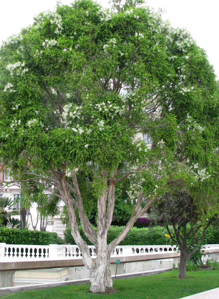 Image of Melaleuca styphelioides specimen.