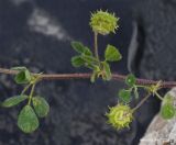 Medicago rigidula