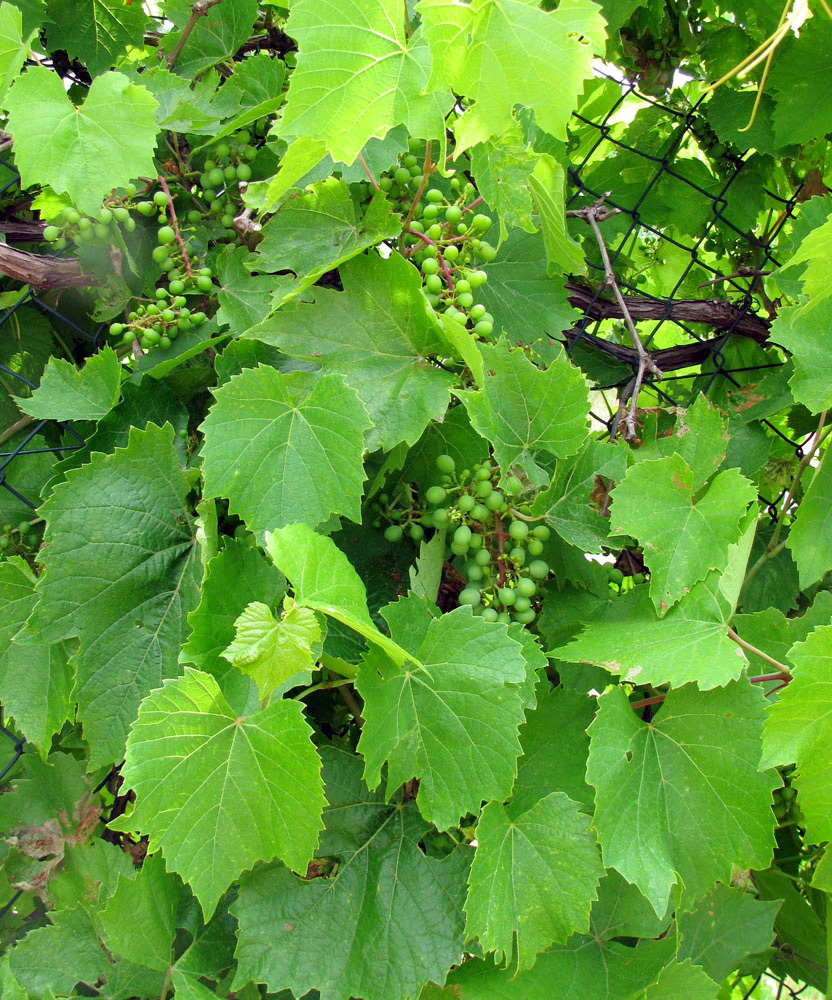 Изображение особи Vitis vinifera.