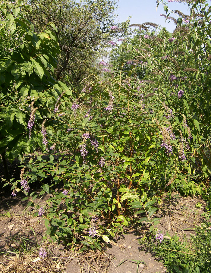 Image of Buddleja lindleyana specimen.