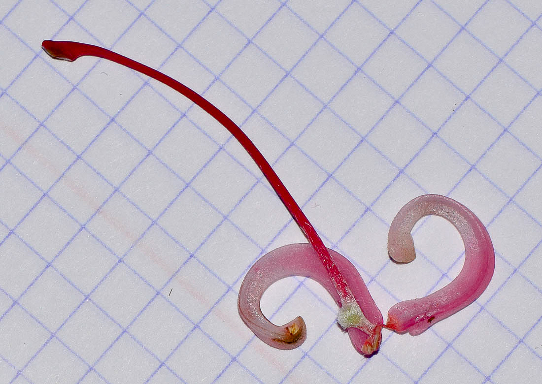 Image of Grevillea longistyla specimen.