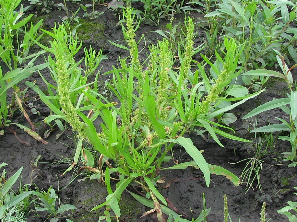 Image of Rumex maritimus specimen.