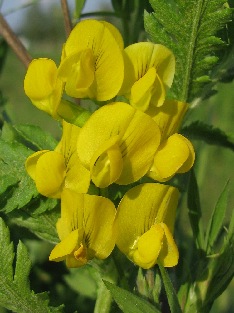 Изображение особи Lathyrus pratensis.