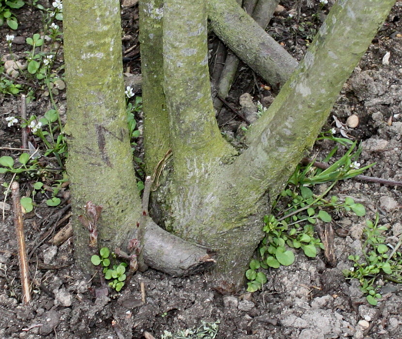 Image of Amelanchier canadensis specimen.