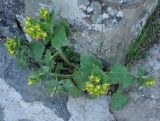 Scrophularia chrysantha