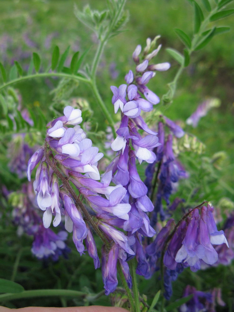 Изображение особи Vicia villosa.