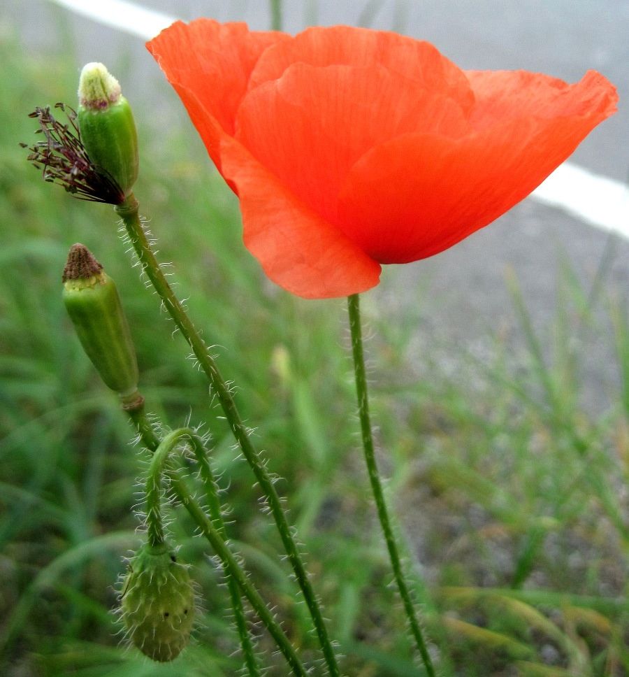 Изображение особи Papaver rhoeas.