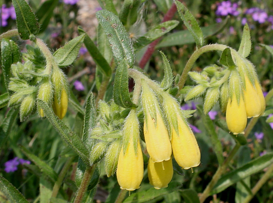 Image of Onosma stellulatum specimen.