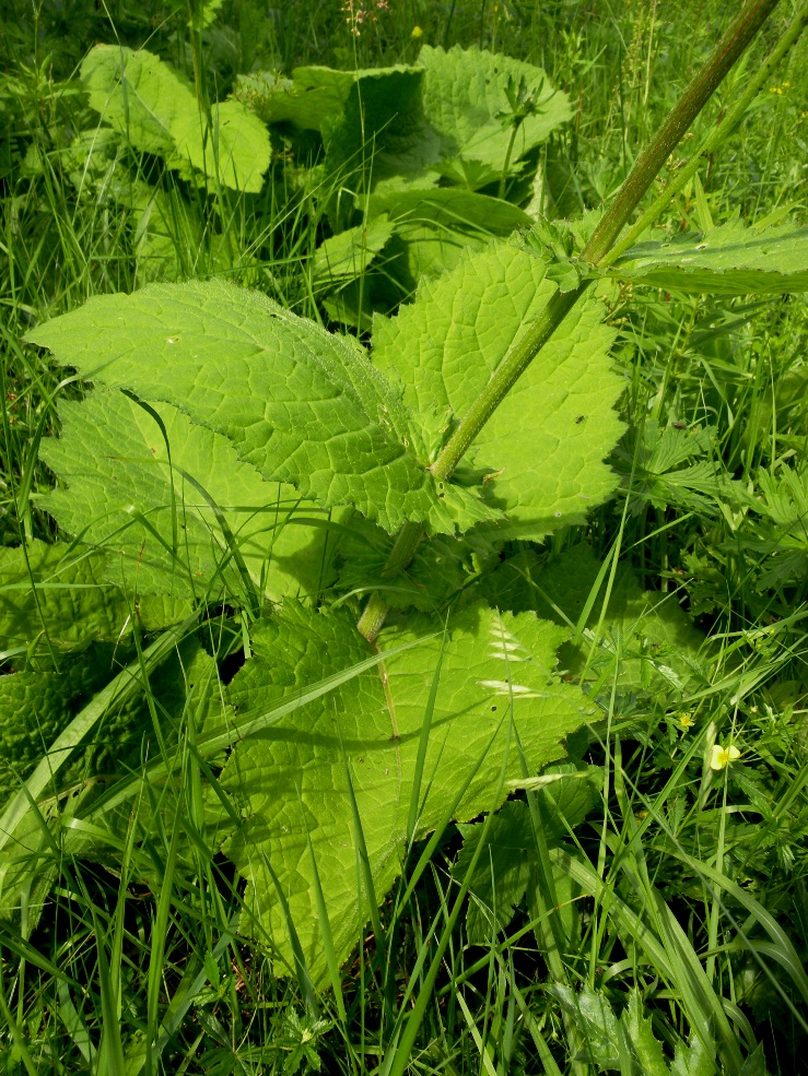 Изображение особи Cirsium waldsteinii.