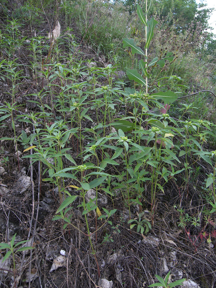 Image of Euphorbia davidii specimen.