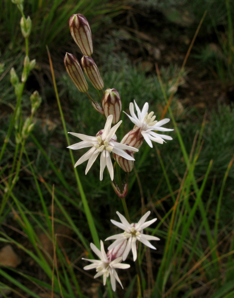 Изображение особи Silene jeniseensis.